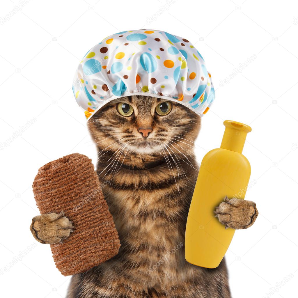 Cat in towel with sponge and shampoo