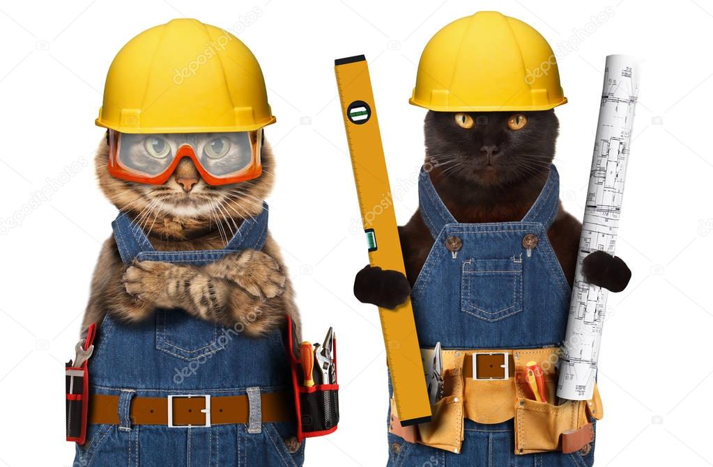 Builder cats in helmet