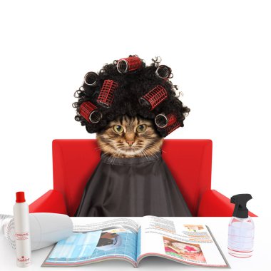 Komik kedi Güzellik Salonu