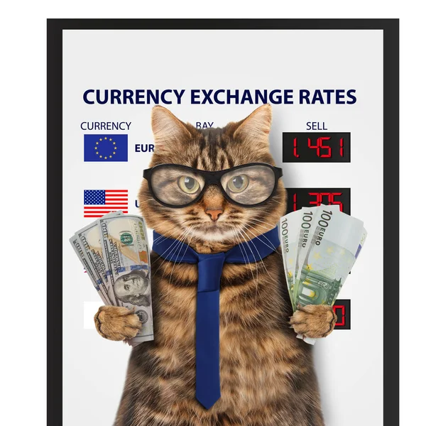 Funny cat, currency exchange. — Stock Photo, Image