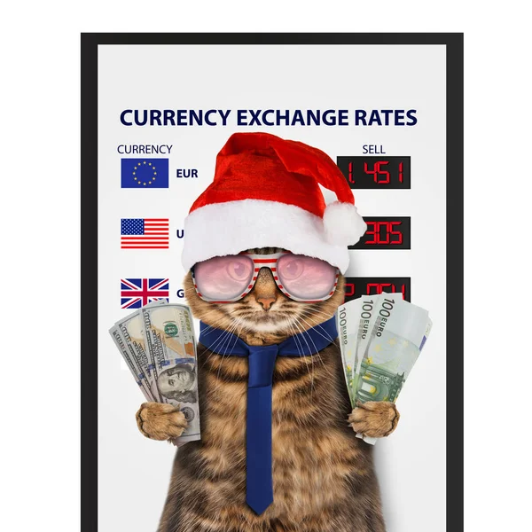 Śmieszny kot, kantor wymiany walut. — Zdjęcie stockowe