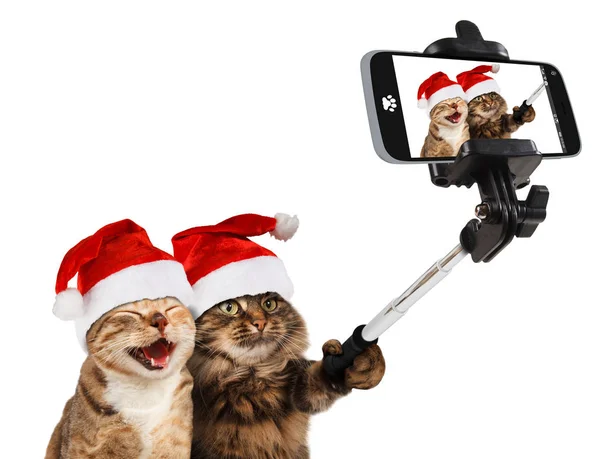 Funny cats in santa hats taking selfie