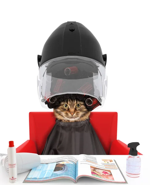 Lustige Katze im Schönheitssalon — Stockfoto