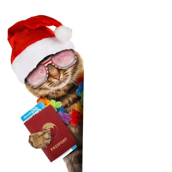 パスポートと航空チケットと猫 — ストック写真