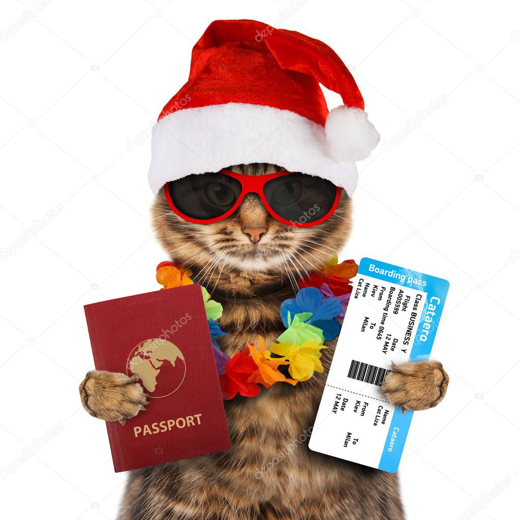 Cat with passport and airline ticket