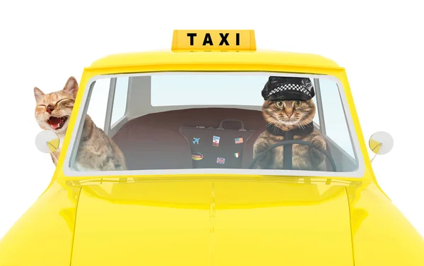 Los gatos graciosos conducen en un taxi amarillo. Taxi con conductor y pasajero . — Foto de Stock