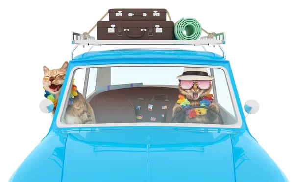 Lustige Katzen fahren im Auto in den Urlaub. Blauer Oldtimer mit Taschen auf dem Dach. — Stockfoto