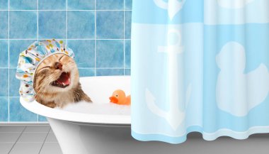Komik kedi oyuncak ördek ile bir duş alıyor.