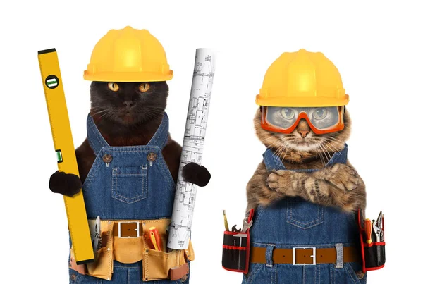 Lustige Katzen tragen einen Bauanzug und halten einen Bauebene und Projektplan in der Hand. Handwerker auf weißem Hintergrund. — Stockfoto