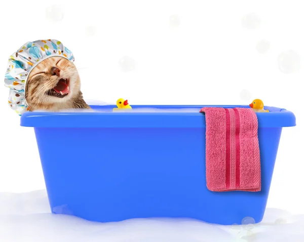 Chat drôle prend un bain dans une baignoire colorée avec canard jouet . — Photo