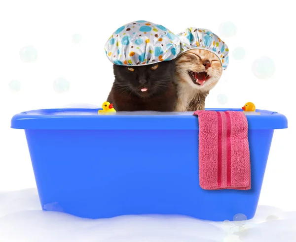 İki komik kedi oyuncak ördek ile renkli bir küvet duş alıyor.