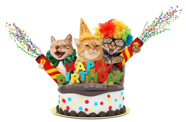 Funny cats with petard and birthday cake. They are wearing festive clothes, isolated on white background. — Stock Photo, Image