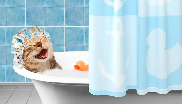 Divertido gato está tomando un baño con juguete pato . Imagen De Stock