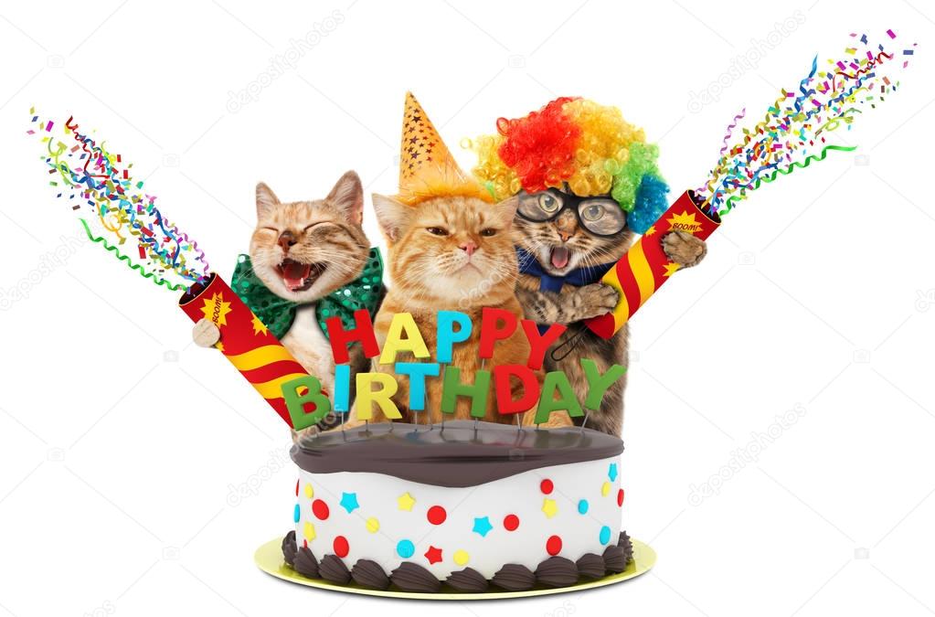 Funny cats with petard and birthday cake. They are wearing festive clothes, isolated on white background.
