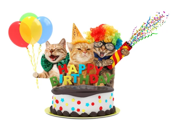 Gatos divertidos con pastel de cumpleaños feliz. Llevan un sombrero de fiesta, aislado sobre fondo blanco. . — Foto de Stock