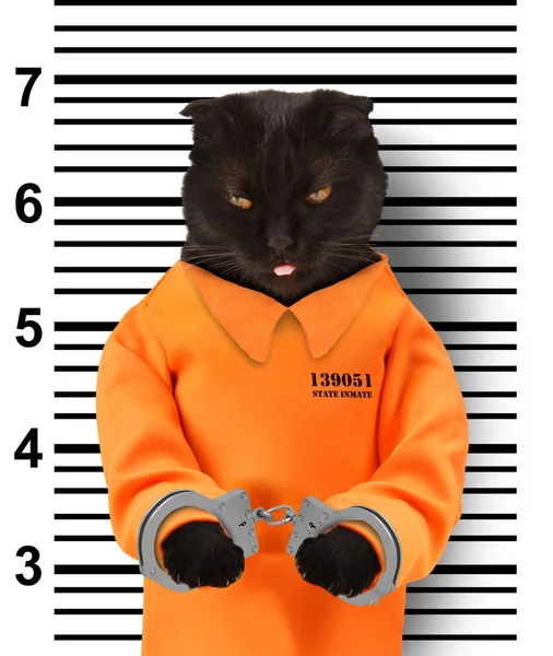 Cat prisoner costume cheap