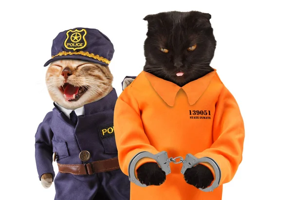 Czarny kot w kajdankach z cat policjanta w jego pobliżu — Zdjęcie stockowe