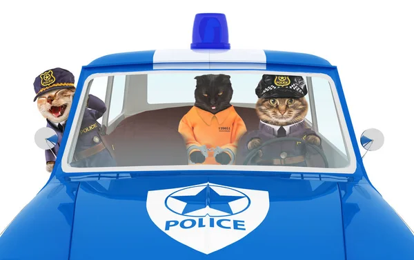 Zwarte kat in een handboeien in politieauto — Stockfoto