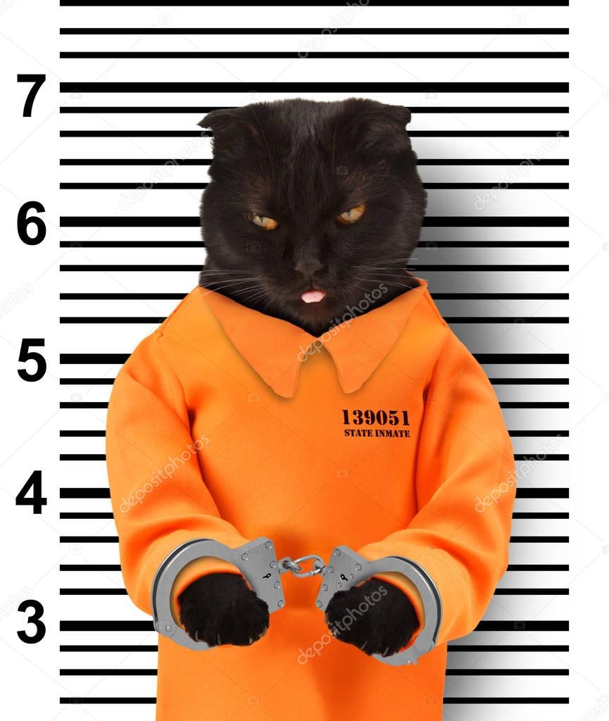 Black cat in a handcuffs