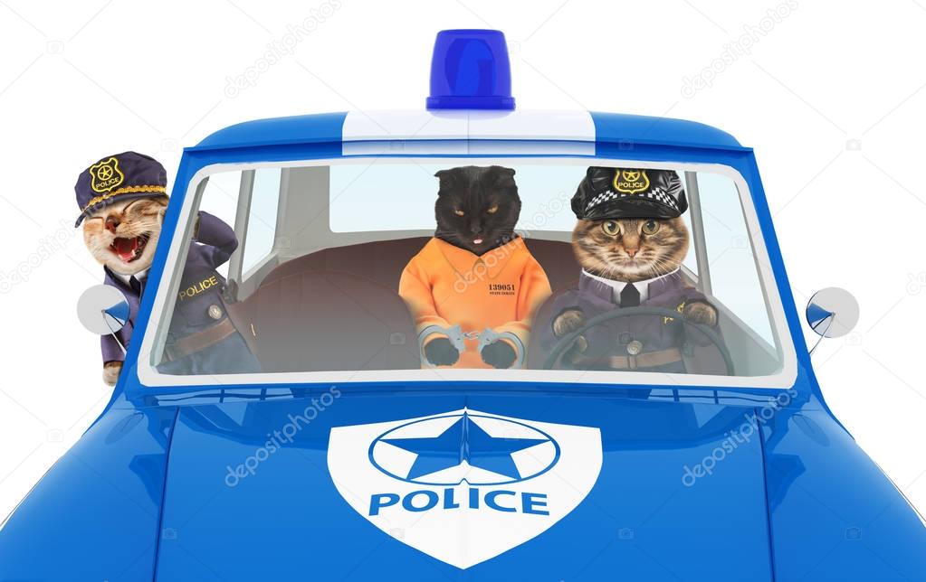Black cat in a handcuffs in police car
