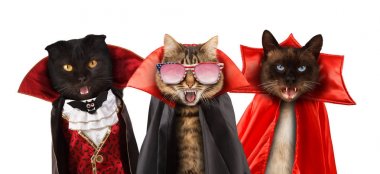 Komik Kediler bir Cadılar Bayramı kutluyor ve vampir üç kedi açık ağızlı bir takım elbise.