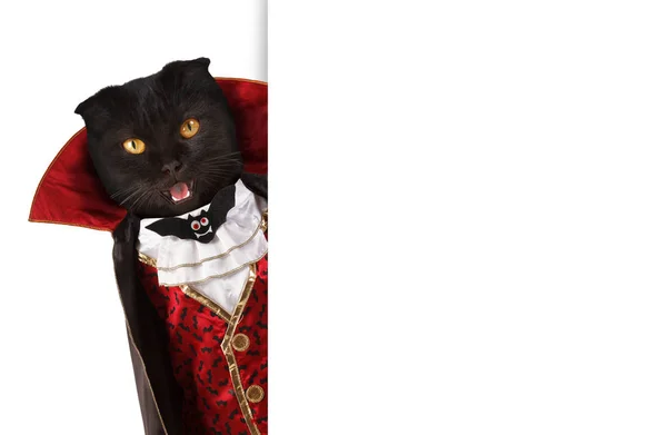 El gato británico está celebrando un halloween y vistiendo un traje de vampiro. Espacio en blanco para texto . Imagen De Stock