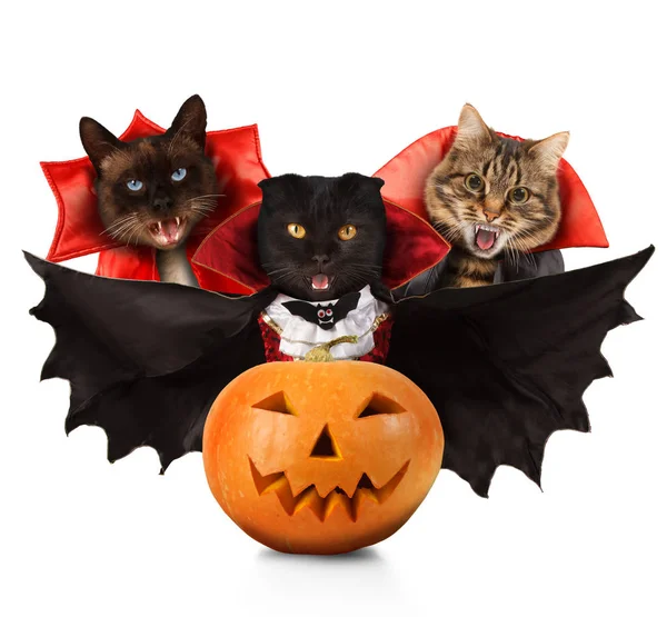Lustige Katzen feiern ein Halloween und tragen einen Anzug aus Vampir drei Katzen mit offenen Mündern. lizenzfreie Stockfotos