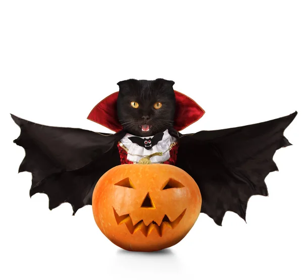英国猫是庆祝万圣节，穿着一套西装的吸血鬼. 免版税图库照片