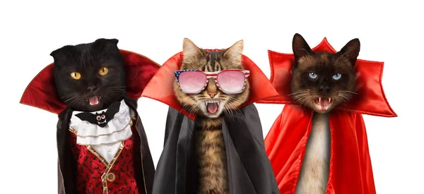 Lustige Katzen feiern ein Halloween und tragen einen Anzug aus Vampir drei Katzen mit offenen Mündern. Stockfoto