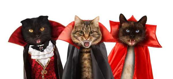Gatos divertidos están celebrando un halloween y vistiendo un traje de vampiro Tres gatos con la boca abierta . Imagen De Stock