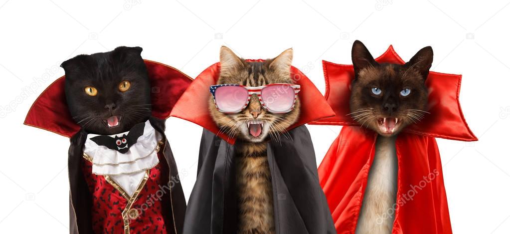 Funny cats are celebrating a halloween and wearing a suit of vampire Three cats with open mouths.