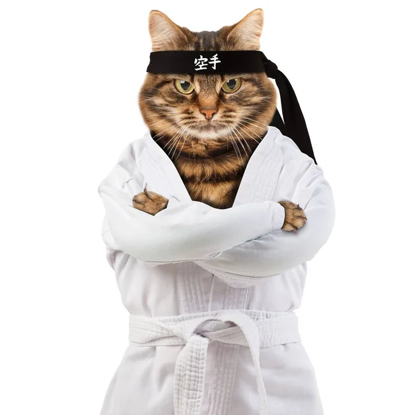 Zły Kot Jest Ubrana Kimono Kot Fighter Jest Zaangażowany Karate — Zdjęcie stockowe