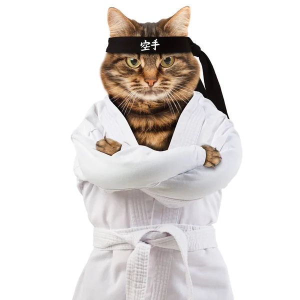 Die Wütende Katze Trägt Einen Kimono Katzenkämpferin Engagiert Sich Karate lizenzfreie Stockbilder