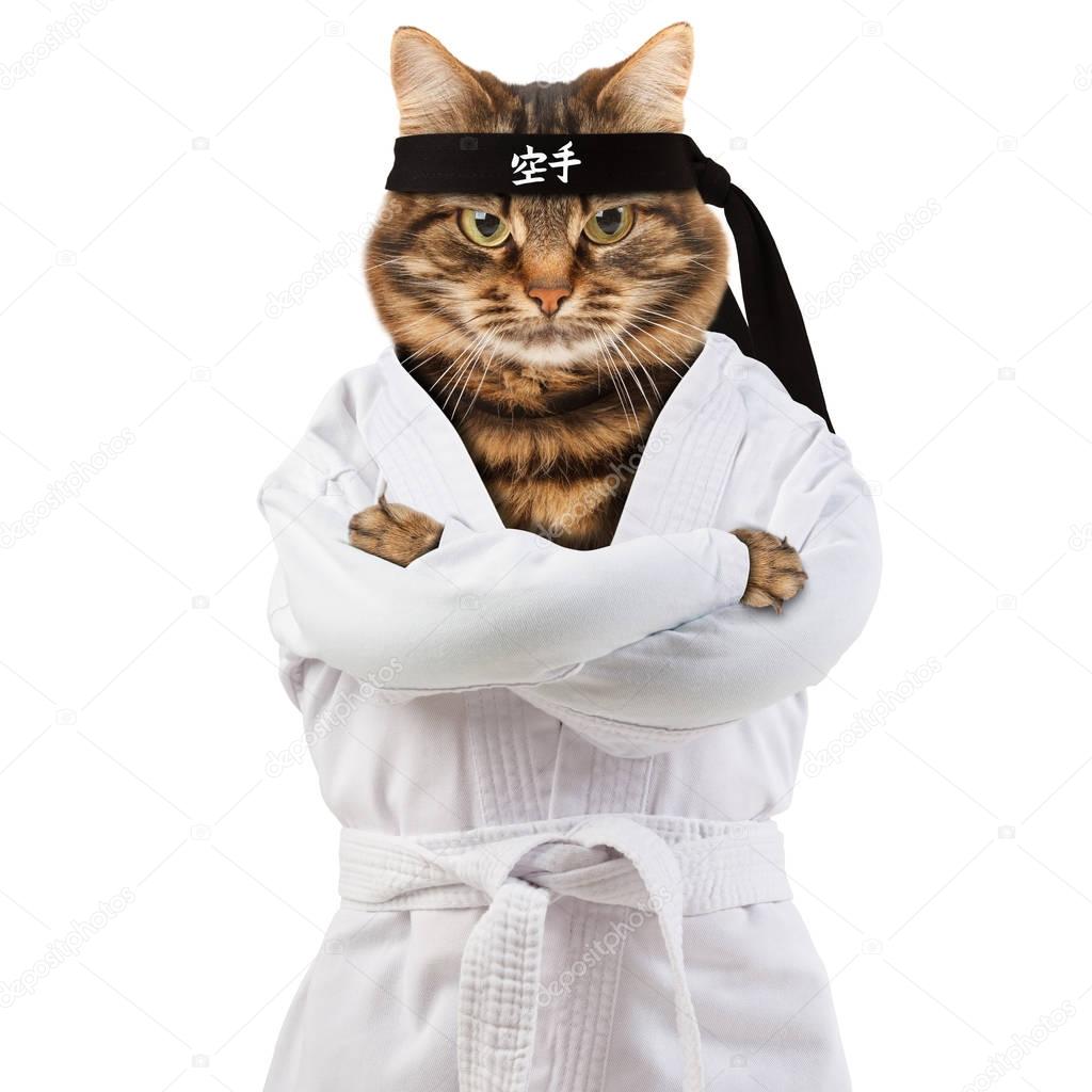 Angry cat is wearing a kimono. Cat fighter is engaged in karate-do. Hieroglyph translates - karate.