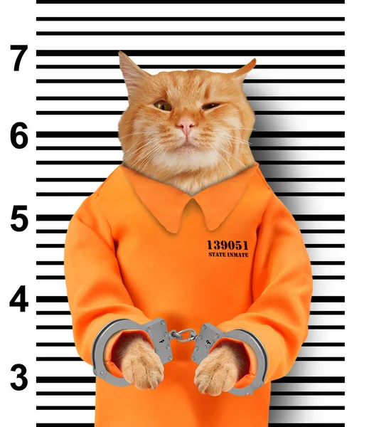 白色背景带手铐的坏猫 猫穿着橙色的跳跃套装 违反法律 — 图库照片