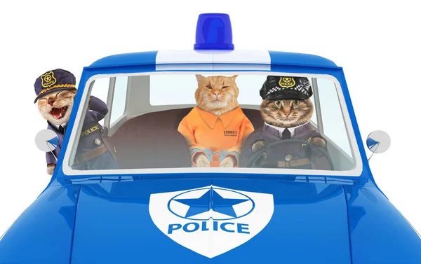 Funny Cats Police Station Two Policemen Prisoner Orange Jumpsuit — Stock Photo, Image