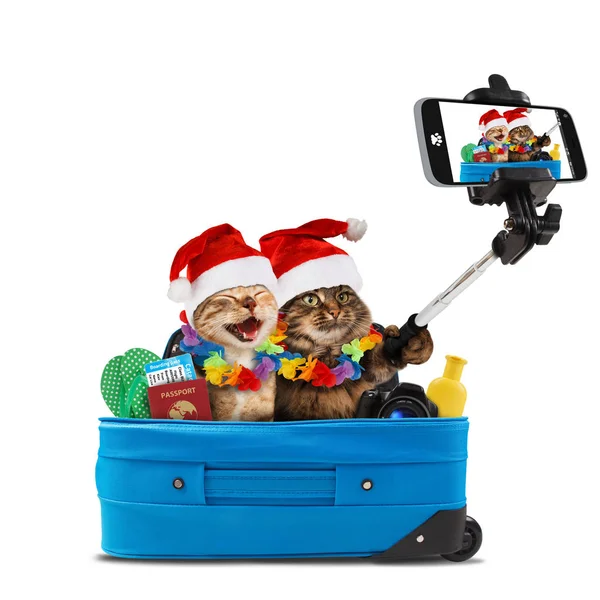 Lustige Katzen Machen Ein Selfie Mit Smartphone Kamera Sie Machen Stockfoto