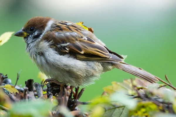 Sparrow in de Bush — Stockfoto