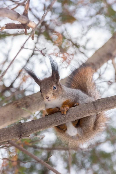 Ekorre på ett träd — Stockfoto