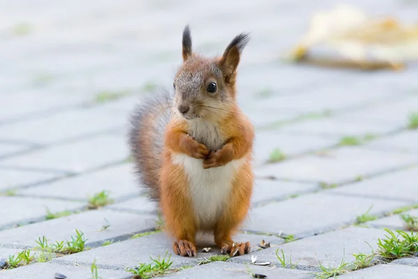 Squirrel on a tree — Stock Photo, Image