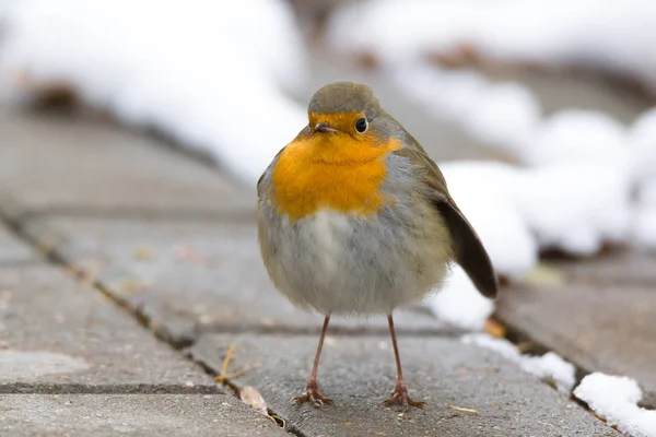 Robin em um ramo — Fotografia de Stock