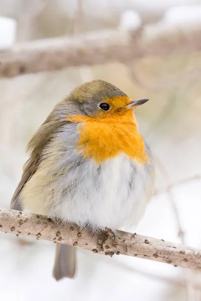 Robin on a branch — Stock Photo, Image