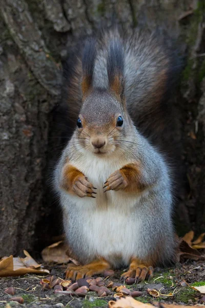 Eichhörnchen auf einem Baum — Stockfoto