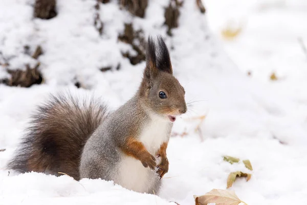 Squirrel on a tree — Stock Photo, Image