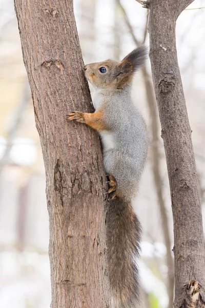 Ardilla en un árbol — Foto de Stock