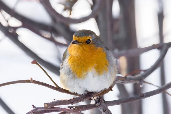 Robin em um ramo — Fotografia de Stock