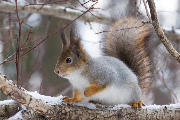 Squirrel on a tree — Stock Photo, Image