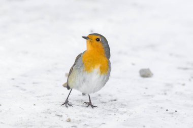 Robin bir dalda