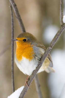 robin on a branch clipart
