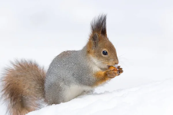 Eichhörnchen auf einem Baum — Stockfoto